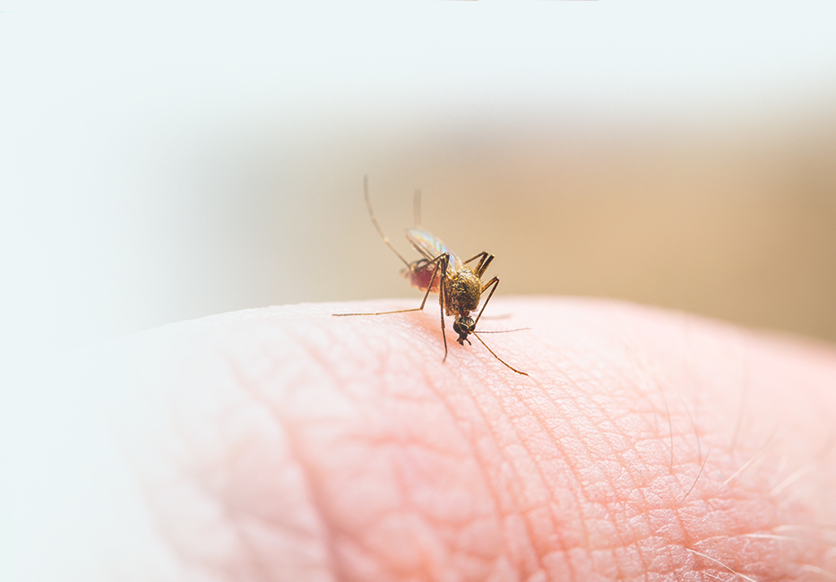 Malaria Malaria